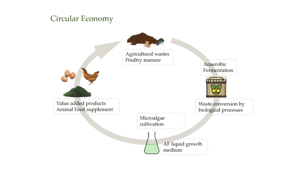 Cover Image for Utilization of agro-industrial wastes and wastewater for the production of protein-rich feed